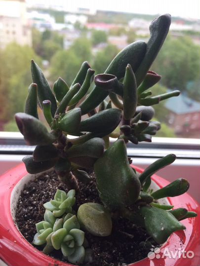 Суккуленты