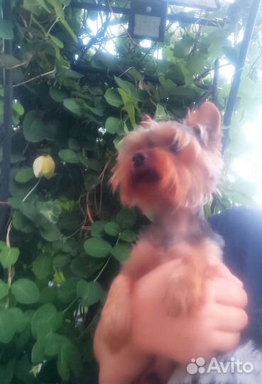 Вязка мини йорк