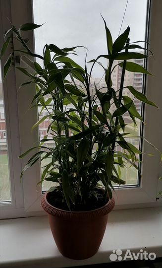 Пальма драцена. Dracaena Sanderiana. 70см