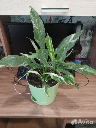 Спатифиллум даймонд