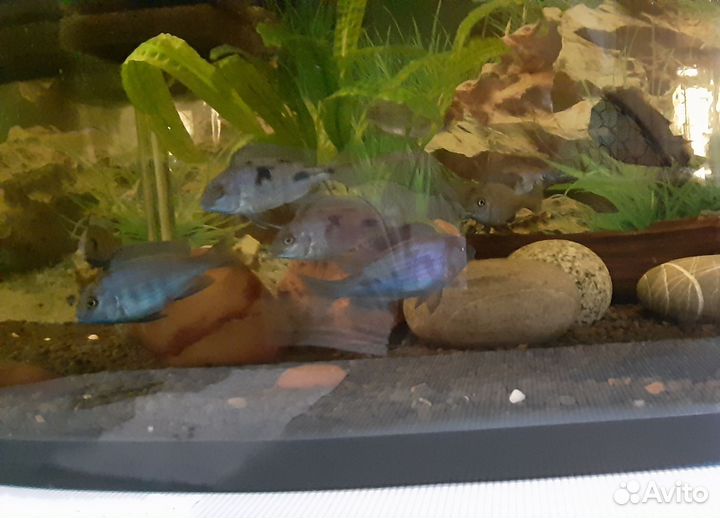 Рыбы дельфины