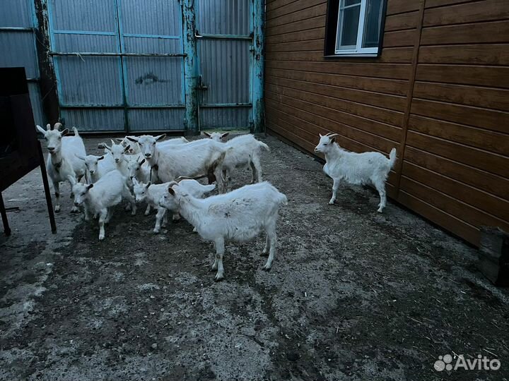 Зааненские козы-дойные