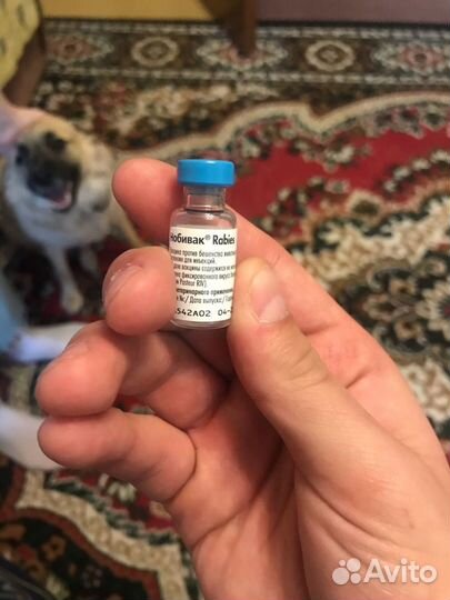 Стрижка животных,ветеринарная помощь