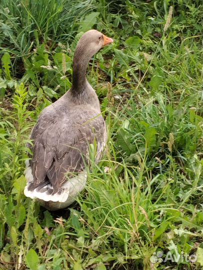 Продам семью гусей