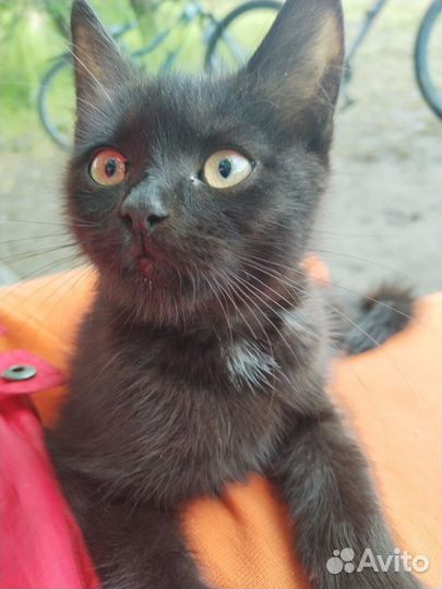 Отдадим котенка