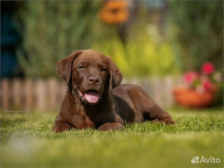 Щенки лабрадор ретривет