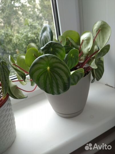 Черенки комнатных растений