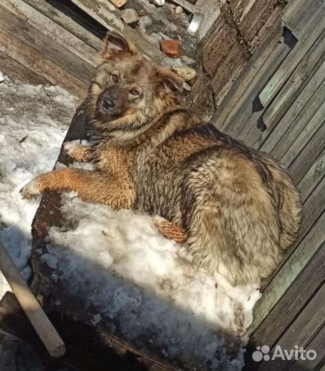 Щенков добрые руки