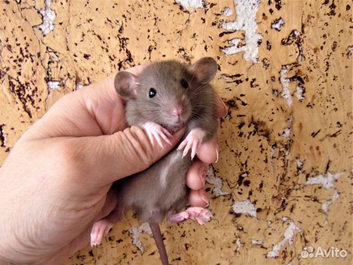 Крысы, крысята - дамбо, стандарт, клетки. гамак