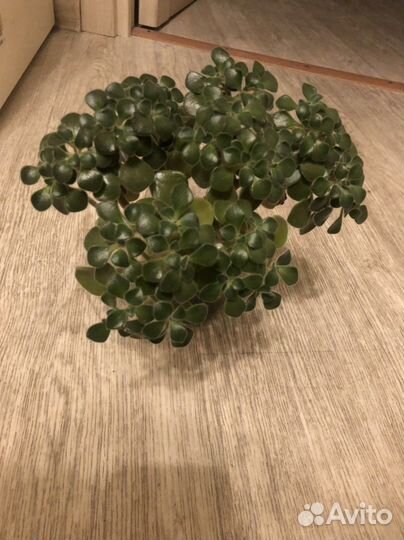 Аихризон дерево любви