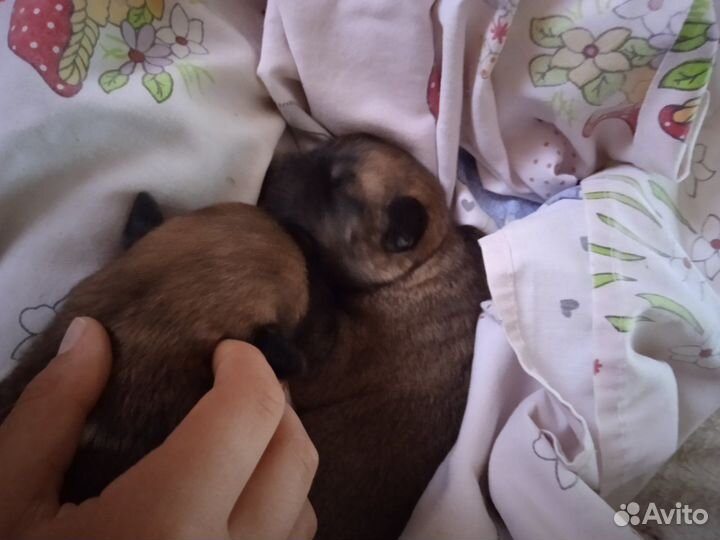 Собаки щенки,дворняги