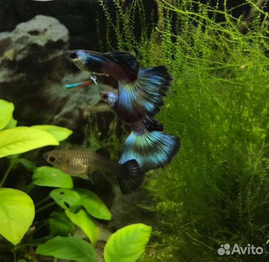 Креветки жёлтые, синие, оранжевые, красные