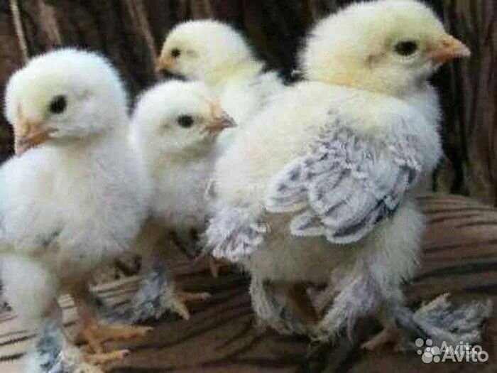 Цыплята и куры(молодки)от кур несушек