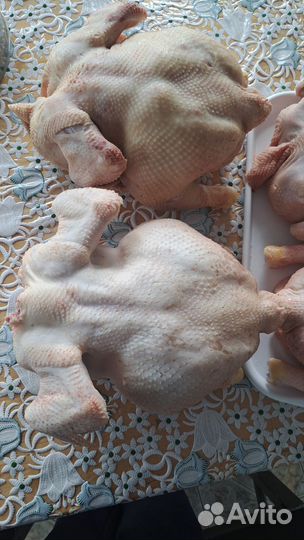 Куры бройлеры тушки мясо