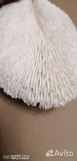 Коралл веерный