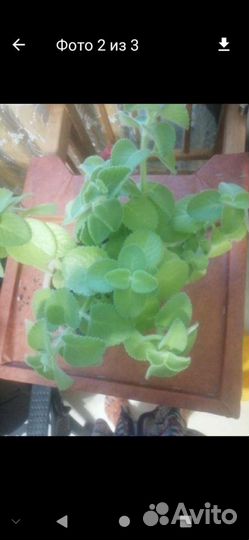 Комнатная мята плектрантус ароматный