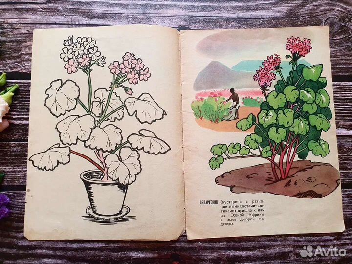 Откуда к нам пришли цветы 1964 г