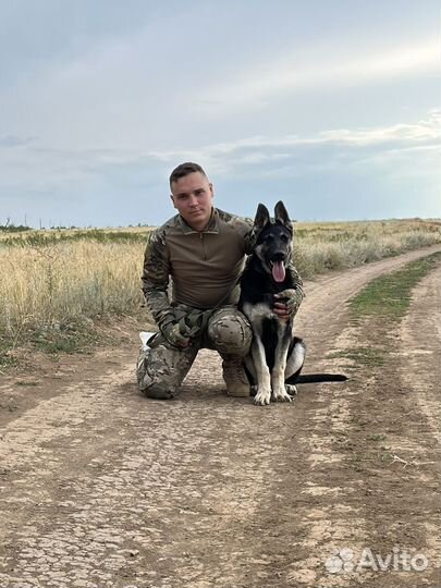 Дрессировка собак, кинолог