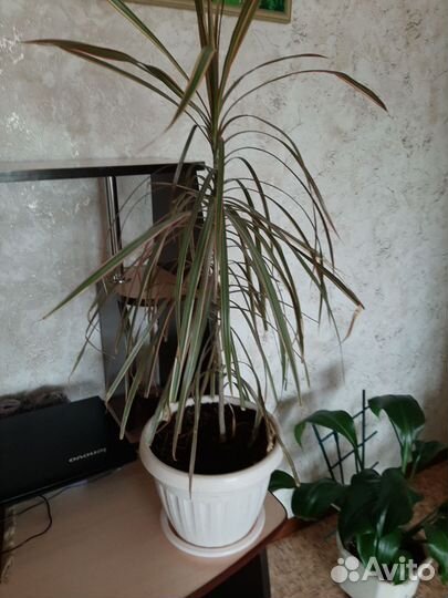 Цветы домашние в горшках