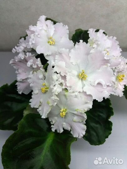 Детки сортовых фиалок