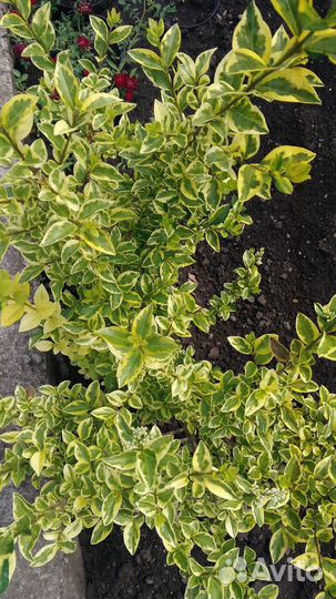 Бирючина пестролистная