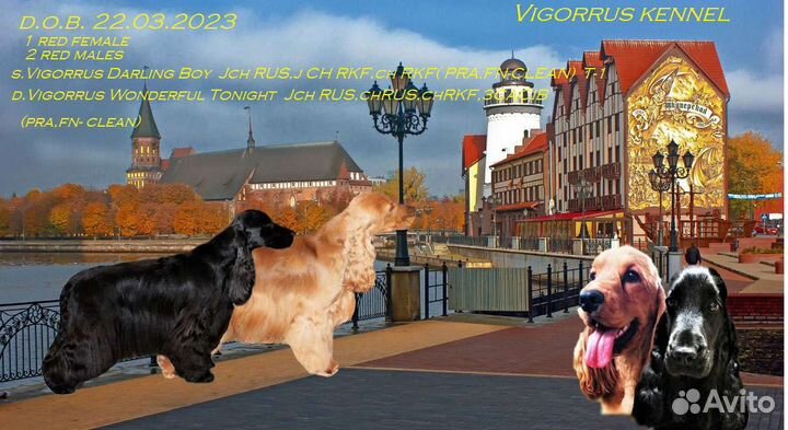 Кокер спаниель