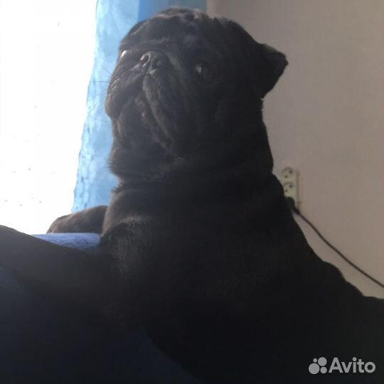 Порядочный жених ищет невесту прививки все стоят у