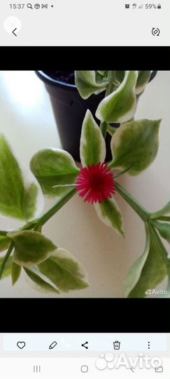 Аптения или с добрым утром