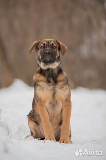 Щенок в добрые руки