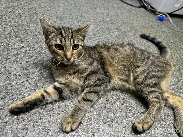 Кот в добрые руки