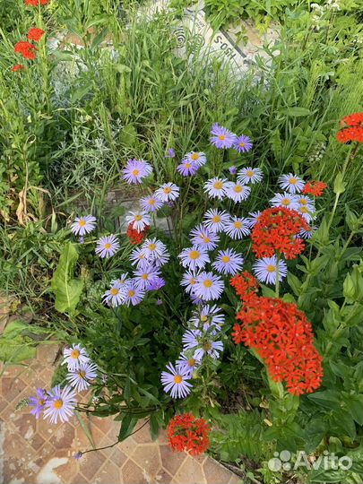 Хоста, астильба, пионы, гейхеры и т.д