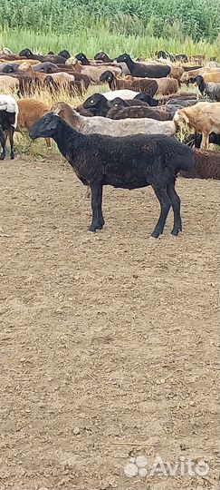 Бараны ягнята девочки для разведения