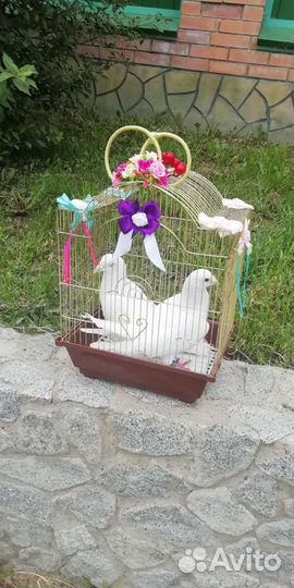 Белые голуби