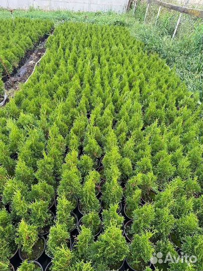 Туя смарагд