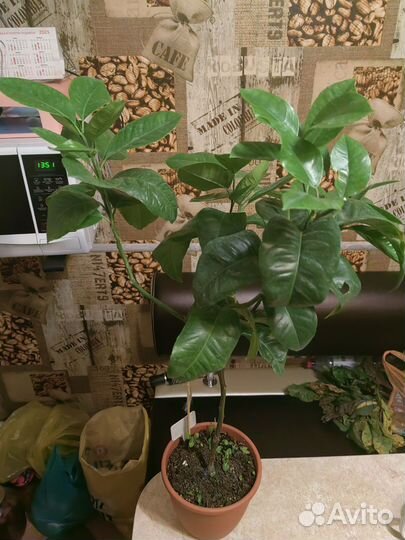 Лимон Аркабалено (радужный) кумкват обавата