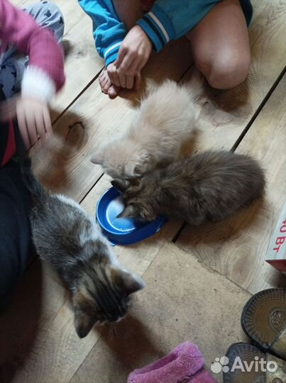 Домашние животные кошки