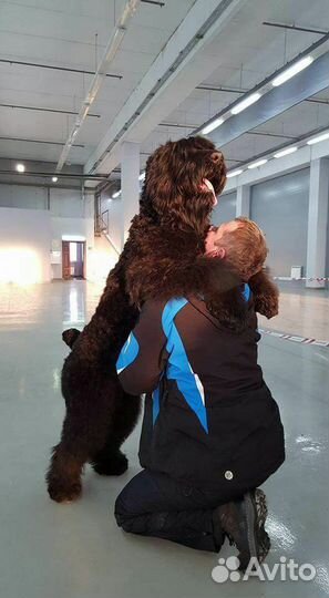 Русский черный терьер