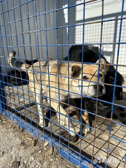 Метис сиба ину в опасности