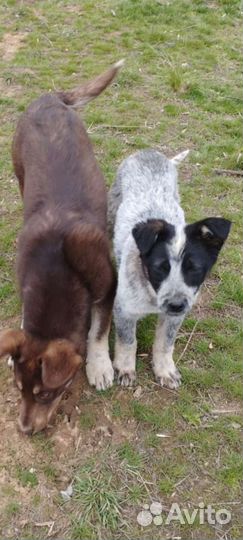 Щенки в парке им очень нужен дом