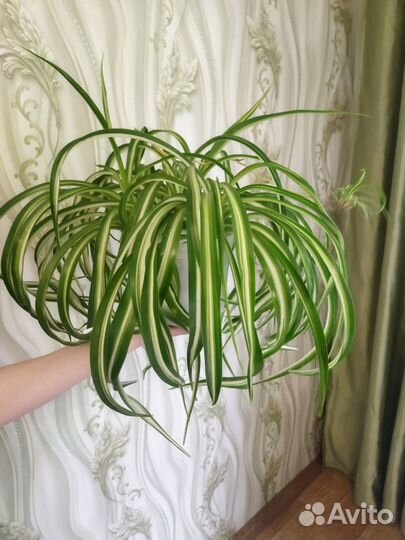 Хлорофитум кудрявый