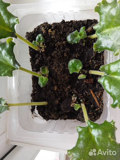 Укорененный лист фиалки с деткой