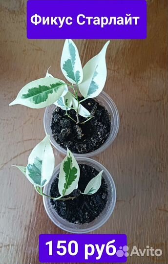 Фикусы укорененные