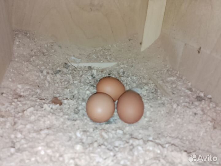 Домашние куриные яйца