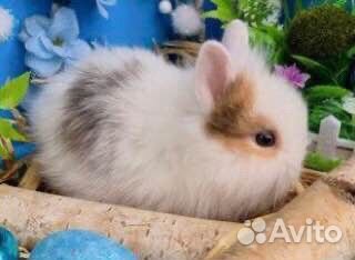 Декоративные Кролики Baby из Питомника, Привитые