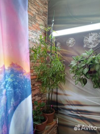 Цветы домашние в горшках