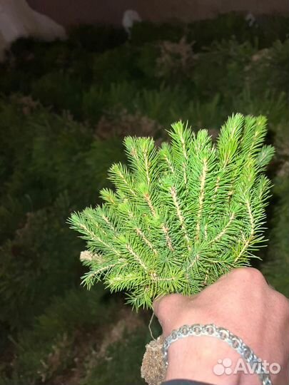 Сеянцы ели европейской окс