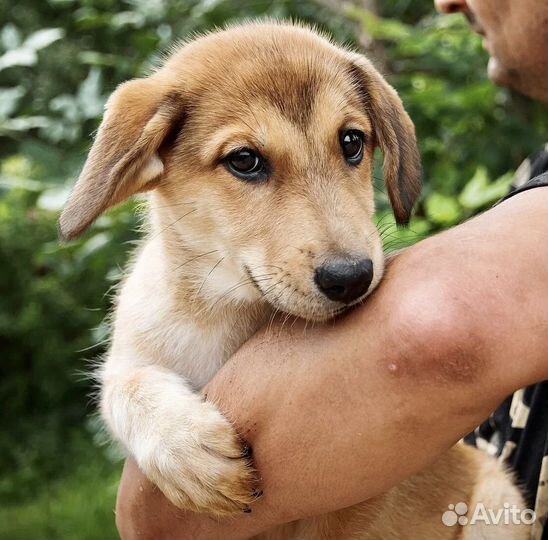 Щенок в добрые руки бесплатно