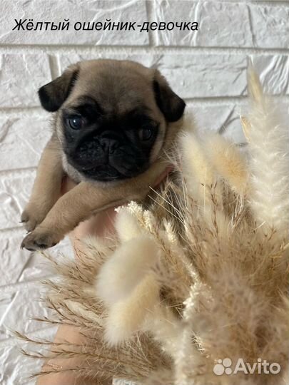 Щенки мопса