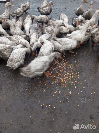 Пекинская утка