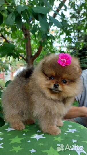 Щенки померанского шпица медвежьего типа